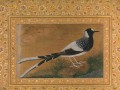 thumbnail Spotted Forktail