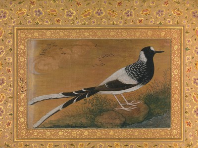 puzzle model Spotted Forktail