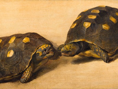 puzzle model Study of Two Brazilian Tortoises