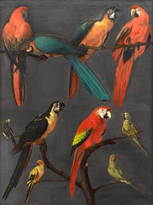 puzzle model Macaws and parakeets