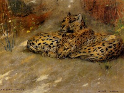 puzzle model Study Of East African Leopards