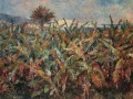 thumbnail Field of Banana Trees