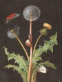 thumbnail A Dandelion with a Tiger Moth, a Butterfly, a Snail, and a Beetle
