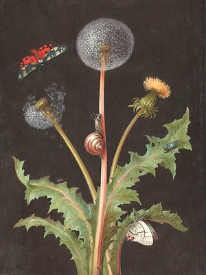 puzzle model A Dandelion with a Tiger Moth, a Butterfly, a Snail, and a Beetle