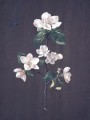 thumbnail Apple Blossom