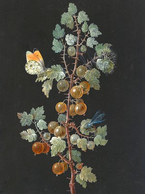 puzzle model A Branch of Gooseberries with a Dragonfly, an Orange-Tip Butterfly, and a Caterpillar