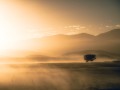 thumbnail Sunset tree