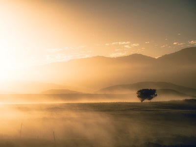 puzzle model Sunset tree