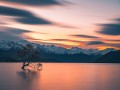 thumbnail Submerged tree
