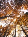 thumbnail Canopy