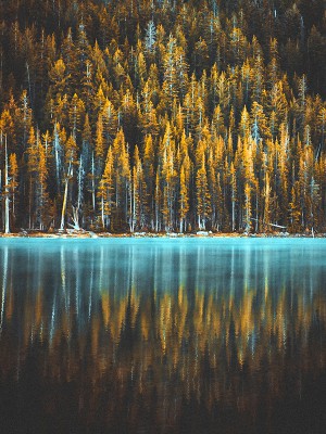 puzzle model Lake and forest