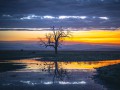 thumbnail Lonely tree