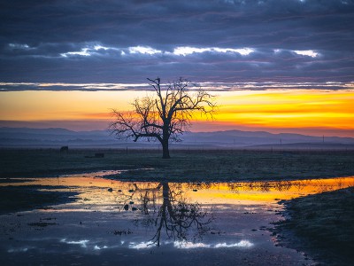 puzzle model Lonely tree