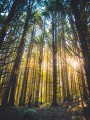 thumbnail Sun in the forest