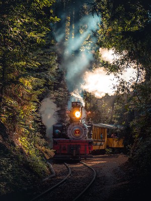 puzzle model Train in the forest