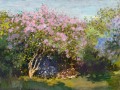 thumbnail Lilac in Sun