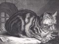 thumbnail The Large Cat