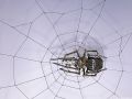 thumbnail Spider