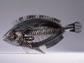 thumbnail Fish