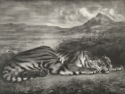 puzzle model Royal Tiger