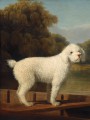 thumbnail White Poodle in a Punt