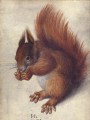 thumbnail Red Squirrel