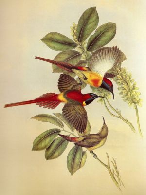puzzle model Fire-tailed Sunbird