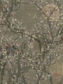thumbnail Fleurs blanches de prunier et lune