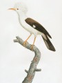 thumbnail Hoopoe starling