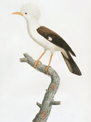puzzle model Hoopoe starling