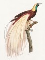 thumbnail Emperor bird-of-paradise