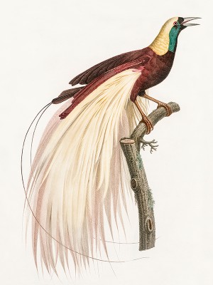 puzzle model Emperor bird-of-paradise