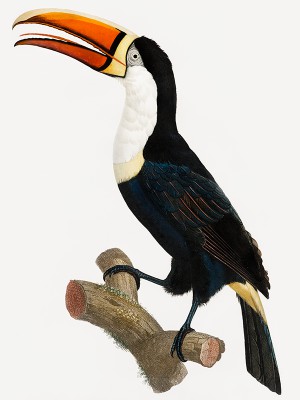 puzzle model Yellow necklace Toucan