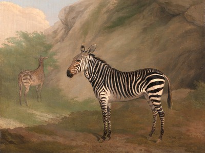 puzzle model Zebra