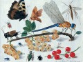 thumbnail Insects and Gooseberries
