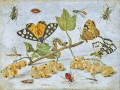 thumbnail Caterpillars and Butterflies with Gooseberries