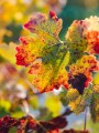thumbnail Vine leaf