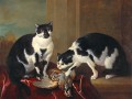 thumbnail Two Cats