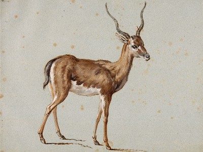 puzzle model Gazelle