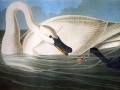 thumbnail Trumpeter Swan
