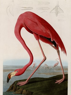 puzzle model American Flamingo
