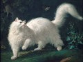 thumbnail An Angora cat