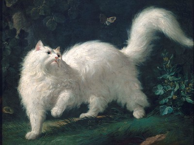 puzzle model An Angora cat