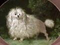thumbnail Portrait of a Poodle