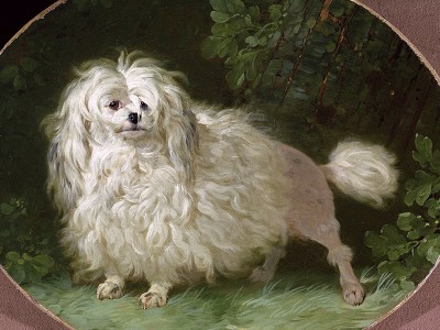 puzzle model Portrait of a Poodle
