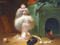 thumbnail Dog of the Havana Breed