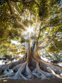 thumbnail Old tree