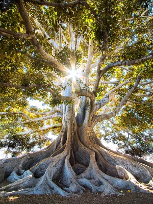 puzzle model Old tree