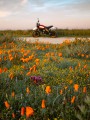 thumbnail Motorcycle in the flowers
