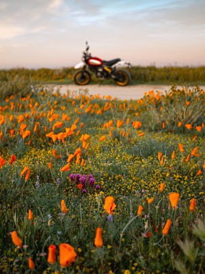 puzzle model Motorcycle in the flowers